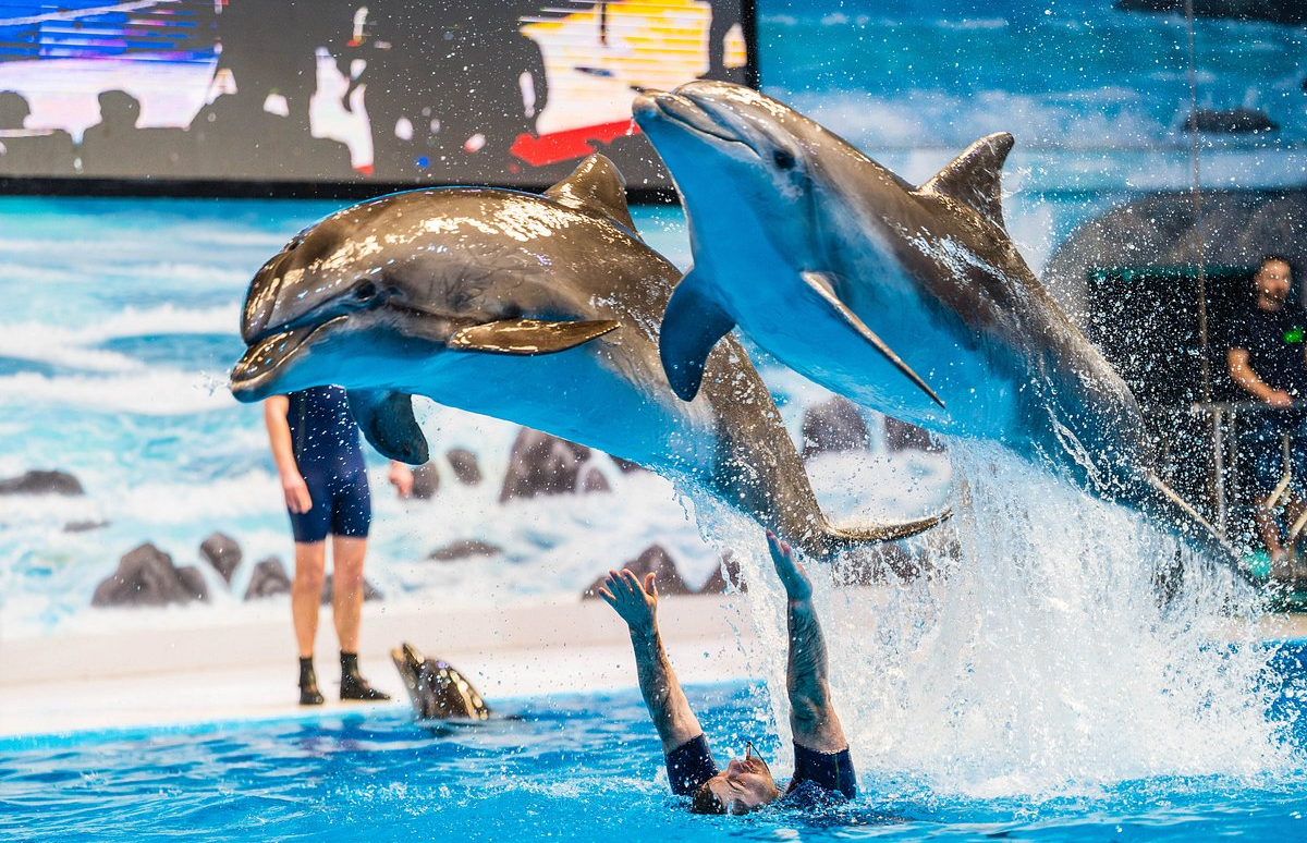 Dubai Dolphinarium Dolphin Show